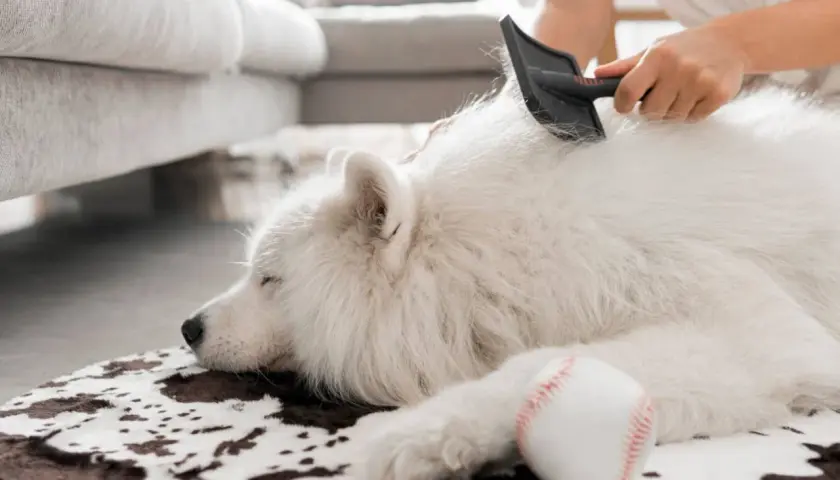 Un chien blanc, victime d'une perte de poils excessive, est peigné par son propriétaire. Une balle de baseball repose à côté.