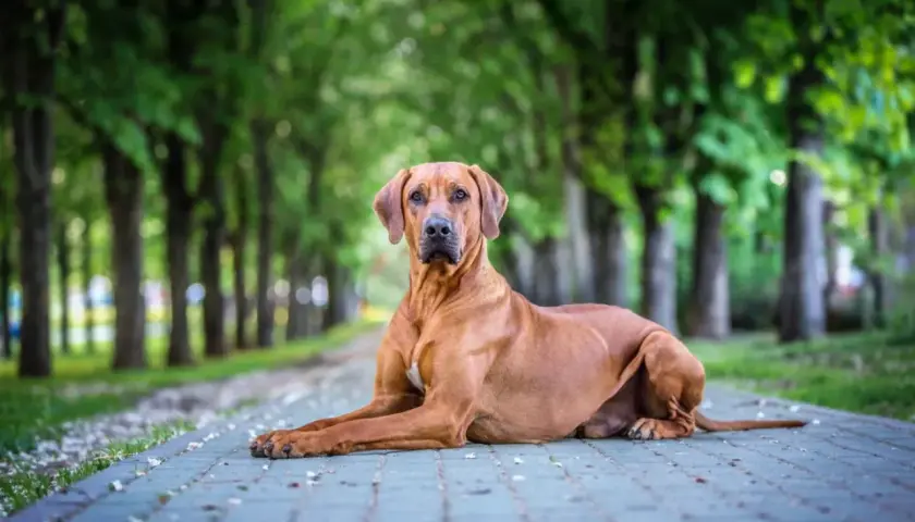 Un fierce chien chasseur de lion, au pelage fauve, se repose sur un chemin pavé, entouré d'arbres verdoyants.