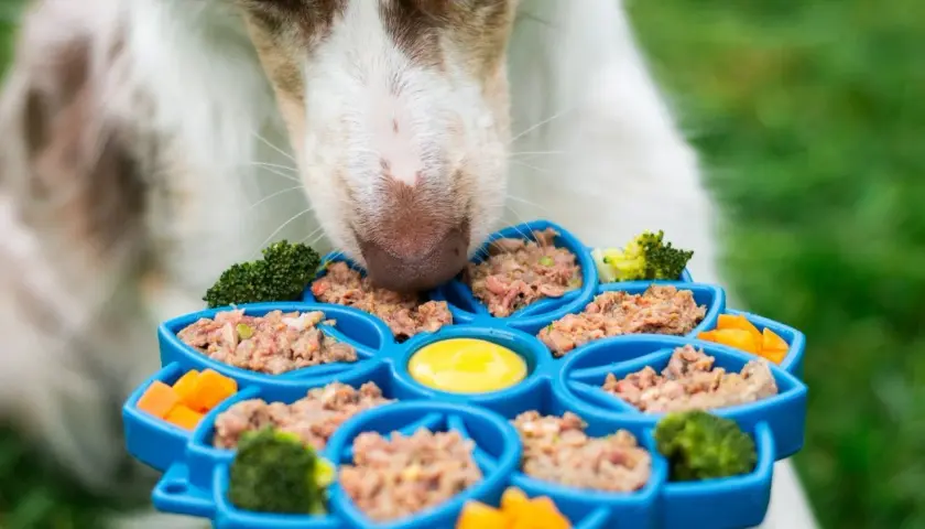 Un chien renifle un plateau bleu rempli de pâté pour chien, de brocolis et de carottes. Un avis vétérinaire sur ce pâté serait intéressant.
