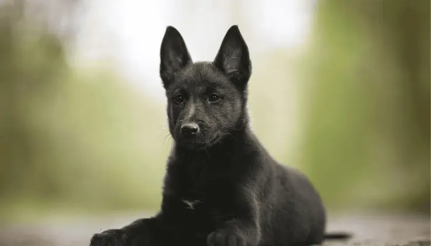 Un adorable petit chien noir, aux grandes oreilles attentives, est couché sur un chemin.