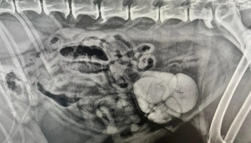 Radiographie abdominale révélant une masse kystique et la présence de cristaux d'oxalate de calcium dans la vessie.