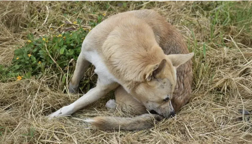 Un chien brun clair, l'air un peu perdu, est assis dans l'herbe sèche, la queue entre les jambes.