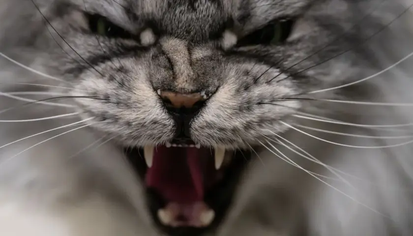 Gros plan sur un chat qui devient fou et agressif, gueule ouverte montrant ses crocs acérés et sa langue rouge vif.