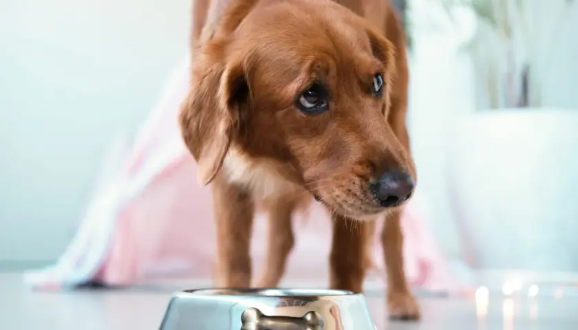 Chien brun regardant une gamelle vide, pensant aux aliments interdits pour insuffisance rénale chien.