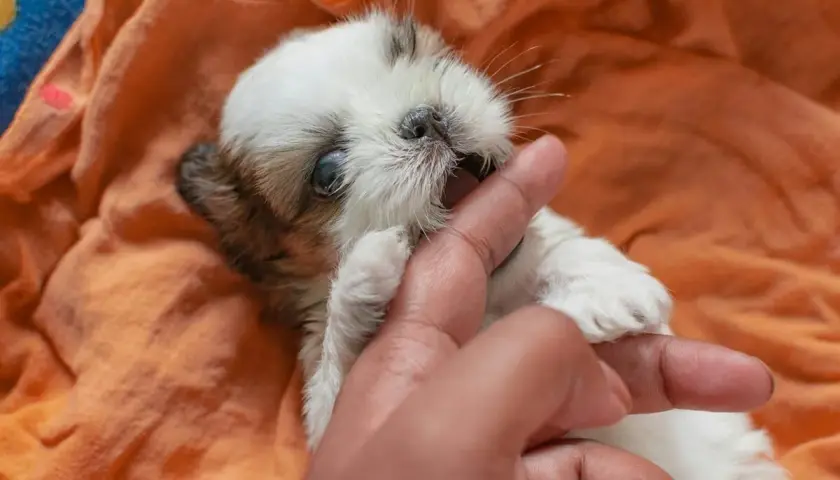 Un adorable chiot qui mordille gentiment un doigt, couché sur une couverture orange.