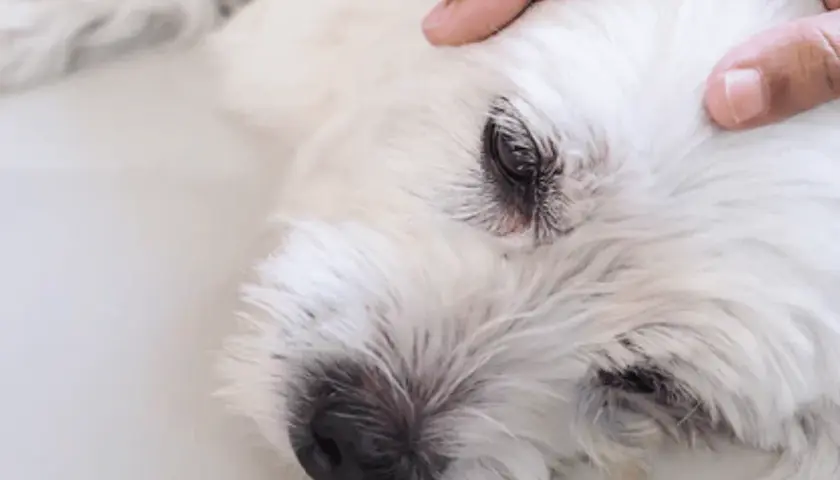 Main d'une personne caressant la tête d'un chien blanc, peut-être lors d'une crise d'épilepsie en dormant.