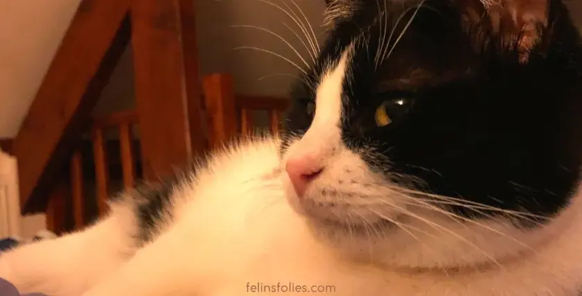 Un chat craintif, combien de temps avant qu'il ne se sente en sécurité ? Ce chat noir et blanc aux yeux vifs semble observer attentivement son environnement.