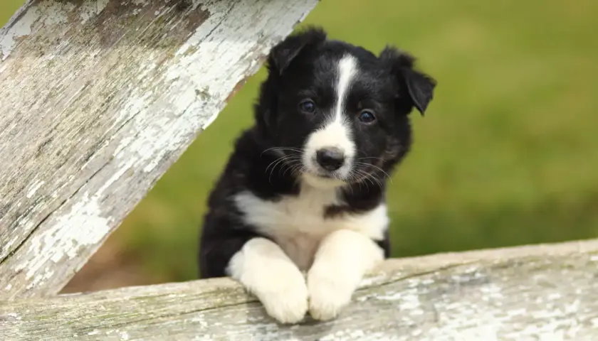 Adorable chiot border collie, les pattes posées sur une clôture en bois patiné, regardant curieusement.