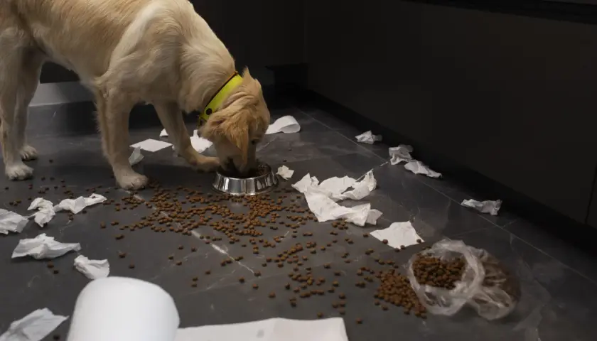Mon chiot ne mange pas ses croquettes, il préfère jouer avec le papier toilette. Le sol est jonché de croquettes et de papier déchiré.