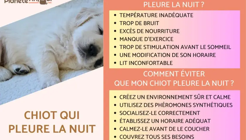 Un chiot endormi, avec des conseils pour comprendre et éviter qu'un chiot pleure la nuit.