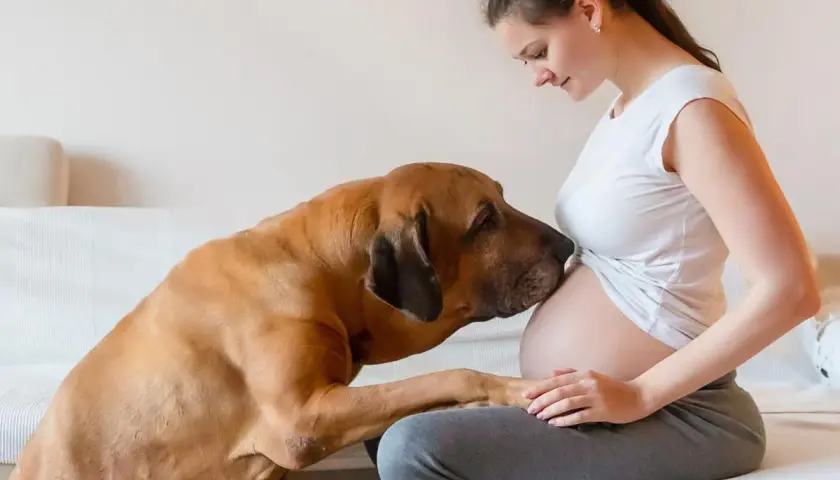 Un chien câline le ventre d'une femme enceinte, comme s'il ressentait la grossesse.