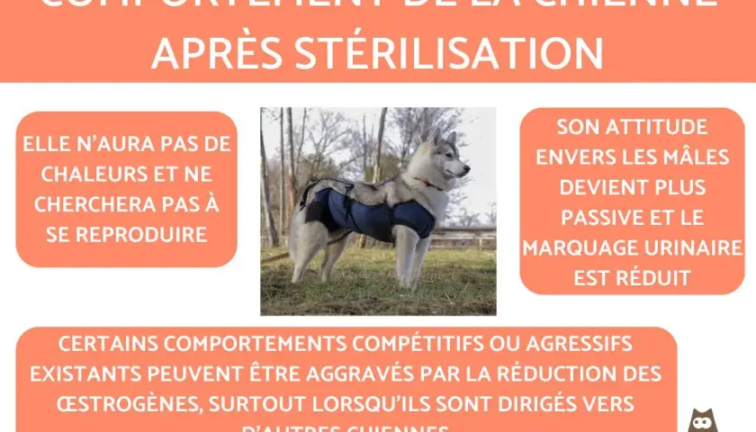 Chienne stérilisée portant un body post-opératoire. Elle n'aura plus de chaleurs. Quand stériliser une chienne ? Les changements de comportement sont expliqués.
