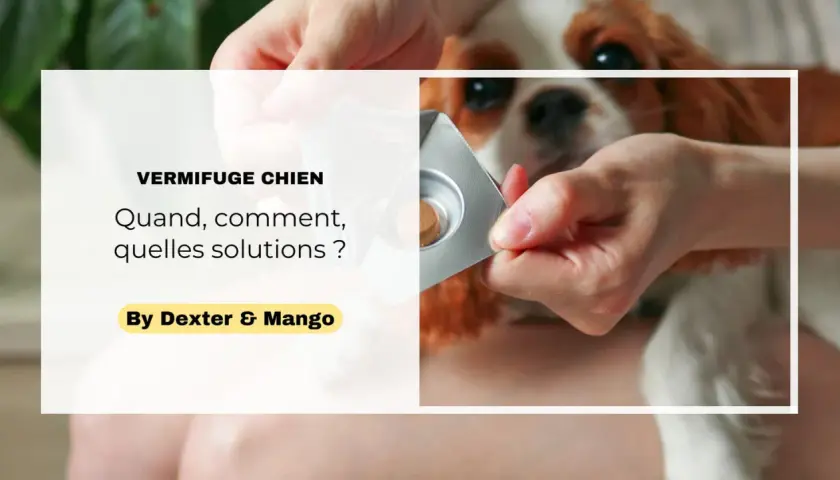 Une main présente une tablette de vermifuge chien à un adorable Cavalier King Charles. Quand, comment, quelles solutions ?
