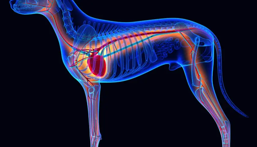 Anatomie d'un chien, montrant le squelette bleu transparent, le système circulatoire rouge et orange, et où est le cœur du chien, au centre de la cage thoracique.
