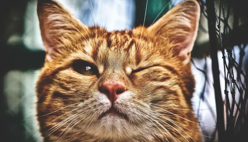 Gros plan sur un chat roux qui cligne d'un œil. Son œil gauche est ouvert, l'autre fermé, un symptôme œil crevé chat possible.