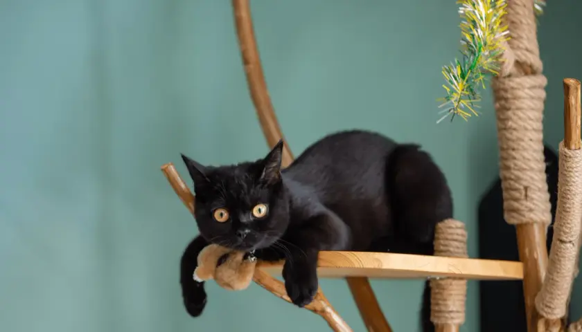Un chat noir se repose sur un arbre à chat fait maison avec une branche. Il tient une peluche dans ses pattes.