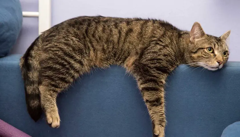 Un chat tigré se prélasse sur le dossier d'un canapé bleu, l'air un peu las. Il semble que mon chat s'ennuie.