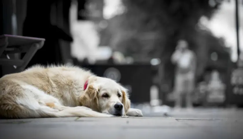 Un chien qui pleure la mort, un golden retriever allongé sur le trottoir, le regard triste.
