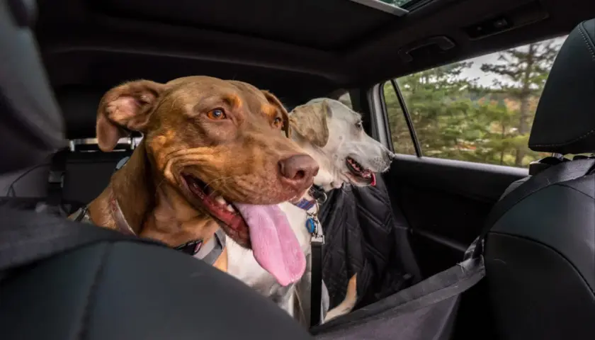 Deux chiens, dont un brun avec la langue pendante, semblent un peu anxieux, un chien stressé en voiture, regardant par la fenêtre.