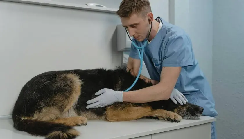 Vétérinaire examinant une chienne avec un stéthoscope, peut-être pour une grossesse nerveuse.