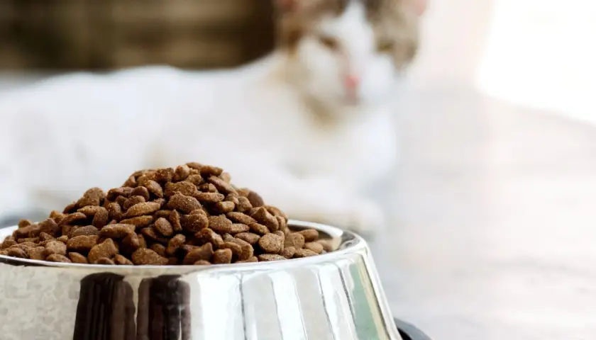 Un chat blanc et roux attend patiemment près d'une gamelle remplie de croquettes, le choix idéal pour le nourrir.