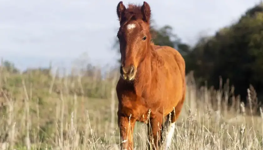 Un jeune cheval brun, un peu maigre, se tient dans un champ de luzerne sèche.