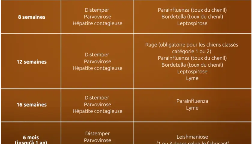 Tableau des vaccins pour chiots : essentiels et facultatifs, incluant la rage obligatoire pour certains chiens. Le vaccin chien obligatoire tous les ans est crucial.