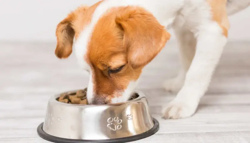 Un adorable chien qui mange avec appétit dans sa gamelle en inox décorée de empreintes de pattes.
