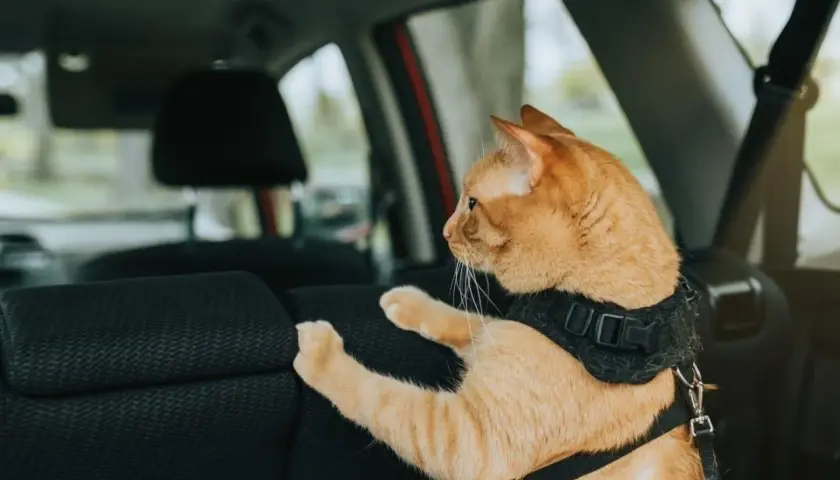Un chat roux, attaché par un harnais, regarde par la fenêtre de la voiture. Que faire si votre chat miaule en voiture ?