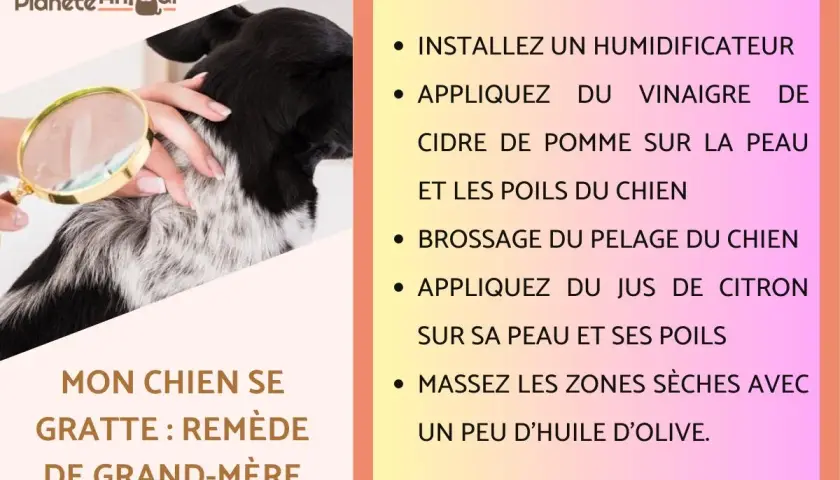 Un chien se gratte, un problème de peau ? Remède naturel : vinaigre de cidre, citron, brossage et huile d'olive.