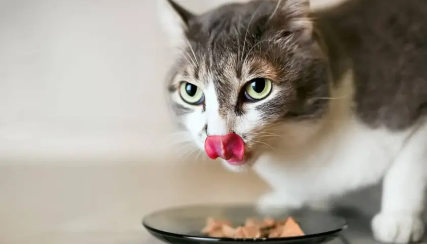 Un chat tigré et blanc lèche sa nourriture dans une assiette. Il savoure son aliment sans iode, un repas spécialement préparé pour lui.