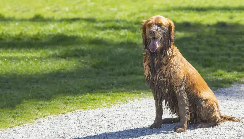 Un chien tout sale, couvert de boue, s'assoit sur un chemin de gravier. Il a l'air épuisé, mais pas comme s'il venait de faire ses besoins dans la maison.