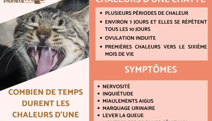 Chatte en chaleur : signes, durée et symptômes. Apprenez comment savoir si votre chatte est en chaleur grâce à cette infographie.