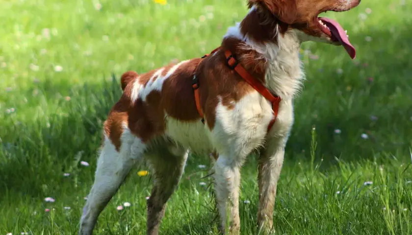 Épagneul breton en plein air, la langue pendante. Il est encore jeune, mais à quel âge un épagneul breton se calme-t-il vraiment ?