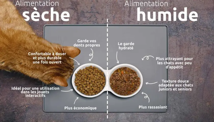 Un chat roux mange des croquettes. L'image compare alimentation sèche et humide, utile pour savoir combien de gramme de croquette pour un chat stérilisé.
