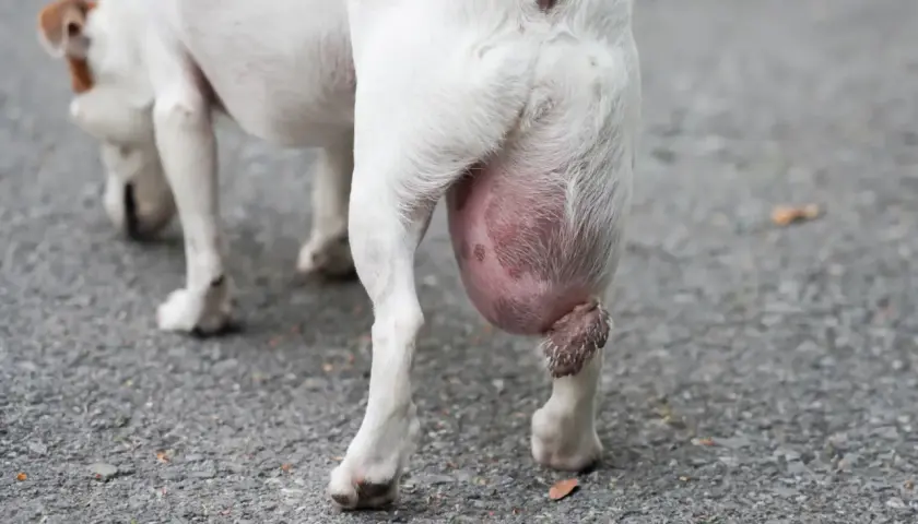 Gros plan sur la patte arrière d'un chien blanc avec une grosse boule rose sous le coussinet.