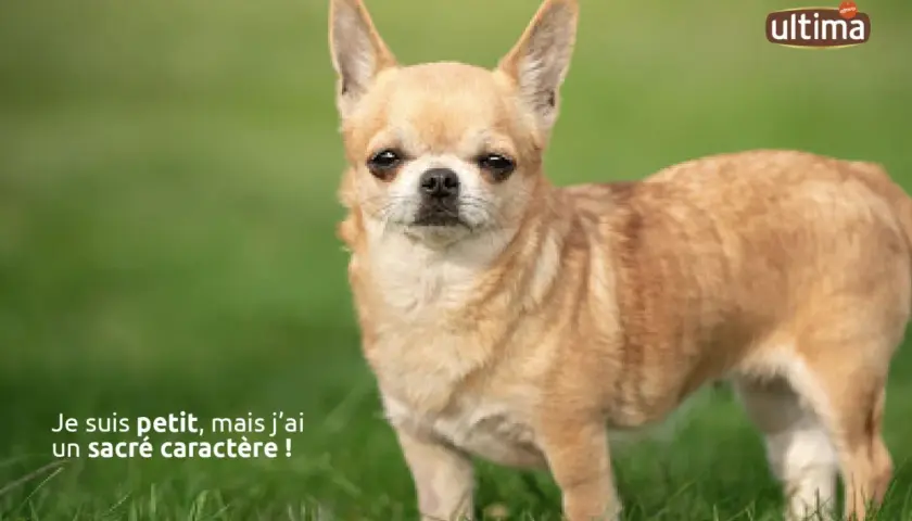 Ce petit chien adulte, un Chihuahua, se tient fièrement sur l'herbe. Il est petit, mais son regard intense suggère un sacré caractère !