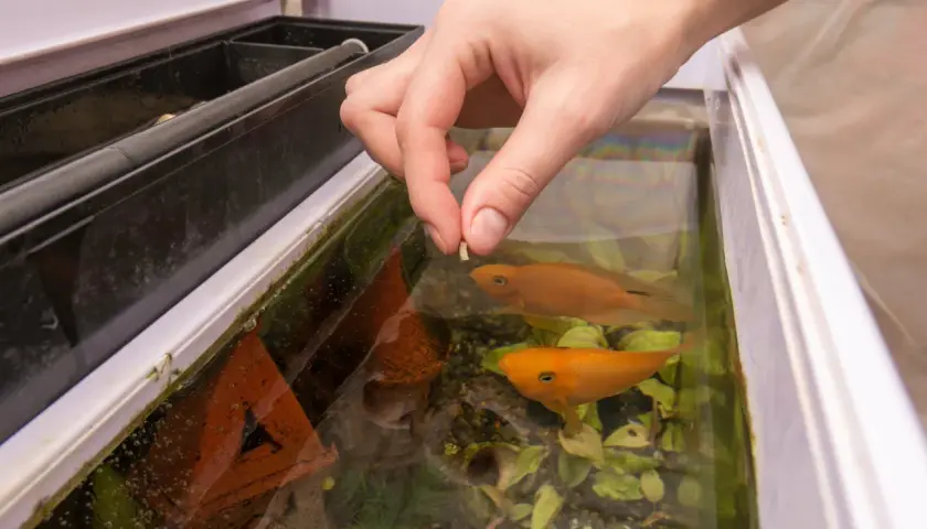 Une main dépose des granulés pour nourrir ses poissons tous les 2 jours. Deux poissons orange nagent dans l'aquarium.