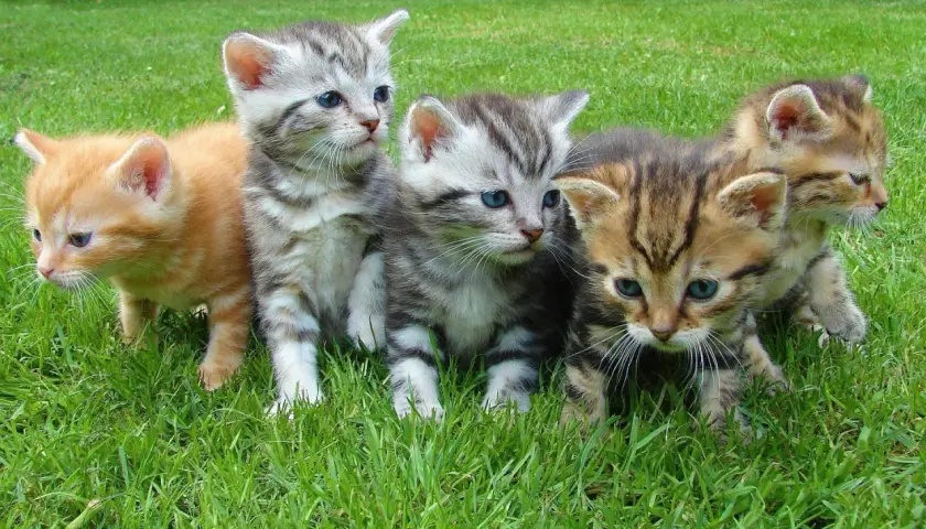Cinq adorables chatons, aux pelages variés, gambadent dans l'herbe. Ils nous font penser à la question : jusqu'à quel âge un chat peut avoir des petits ?
