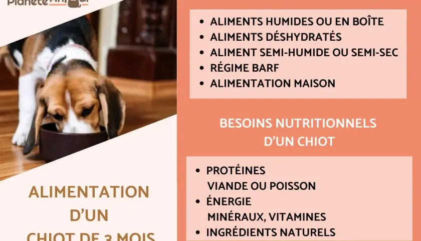 Un chiot de 3 mois mange dans sa gamelle. L'image présente des conseils sur l'alimentation d'un chiot, incluant les types d'aliments et les besoins nutritionnels.
