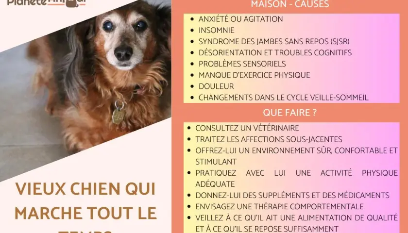 Un vieux chien au regard fatigué, sujet à une perte d'équilibre, peut manifester de l'anxiété ou de l'agitation.