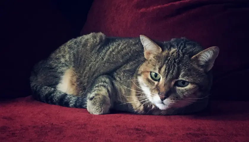 Un chat tigré aux yeux verts est couché sur un canapé rouge.