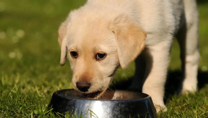 Un chiot labrador boit dans une gamelle. La question "le lait est il bon pour les chiens" est souvent posée.