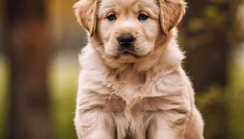 Adorable chiot Golden Retriever, un compagnon idéal : un chien qui n'aboie pas et ne perd pas ses poils, parfait pour la famille.