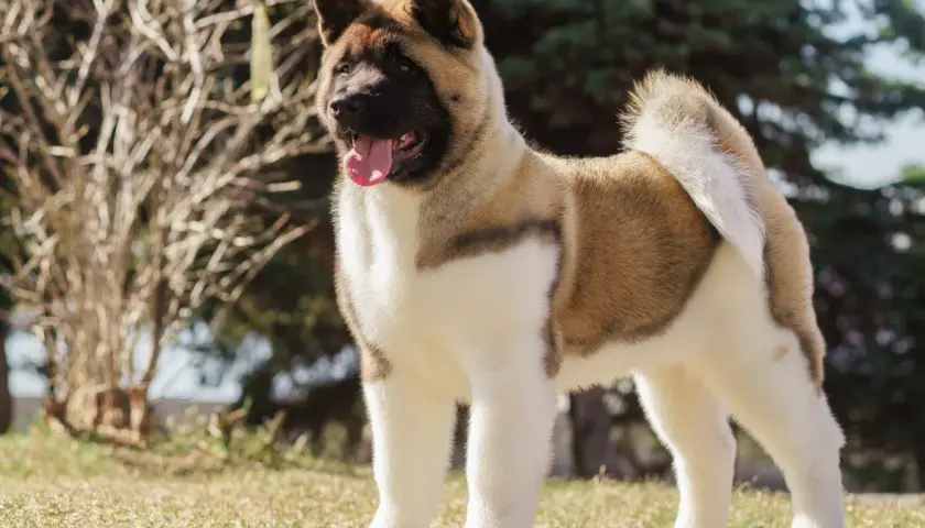 Un Akita Américain, fier et majestueux, montre son **akita américain caractère** dans un parc ensoleillé.
