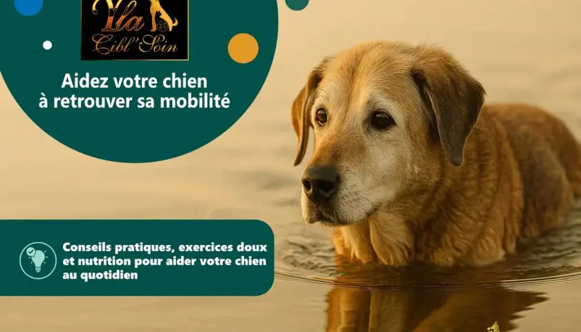 Un chien âgé dans l'eau, suggérant des solutions pour soulager l'arthrose du chien par massage et conseils.