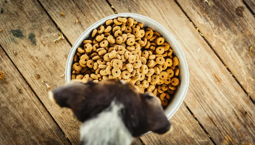 Un chien regarde un bol rempli de croquettes. La question est : peut-on donner des croquettes pour chat à un chien ?