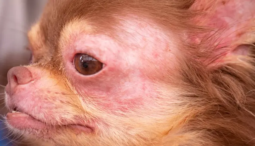 Visage de chien chihuahua avec rougeurs et irritations cutanées autour des yeux et du museau. Peut-on devenir allergique au chien du jour au lendemain ?
