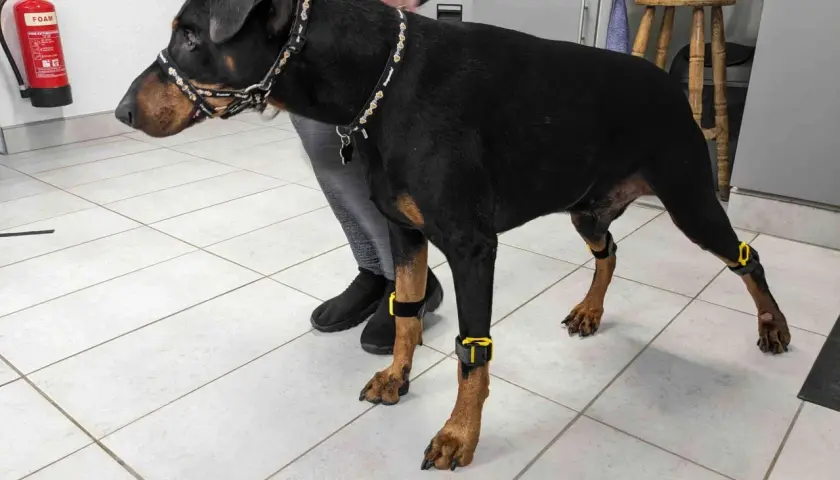 Doberman avec des orthèses aux pattes, peut-être pour aider à gérer le syndrome de wobbler.