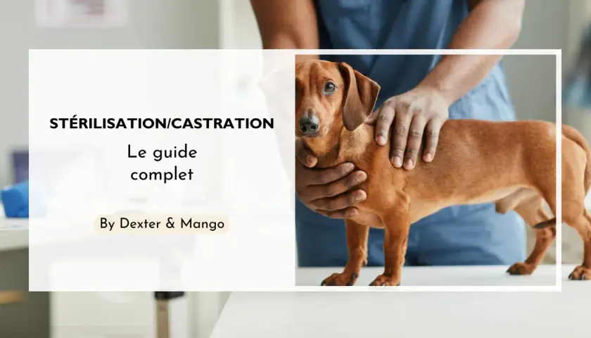 Un guide complet sur la stérilisation et la castration chimique du chien. Un vétérinaire examine un chien teckel.